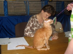 Международная выставка кошек 14-15 мая 2011 (1)
